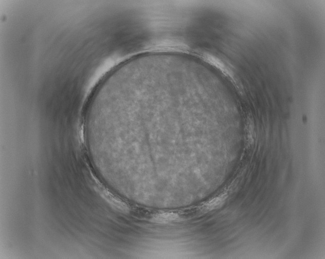 X0000062851462200602031615