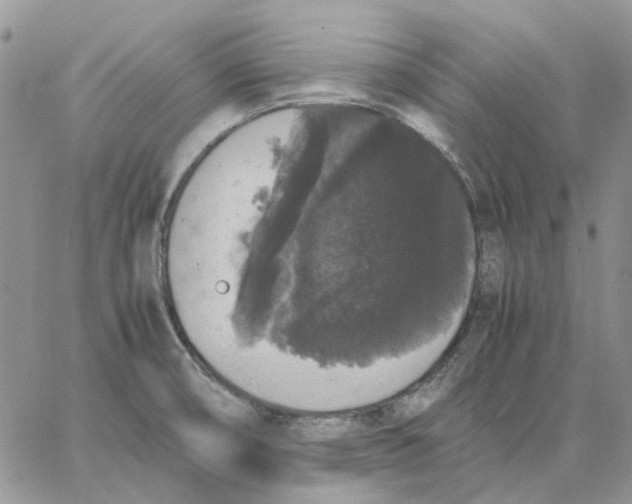 X0000062851474200602031614