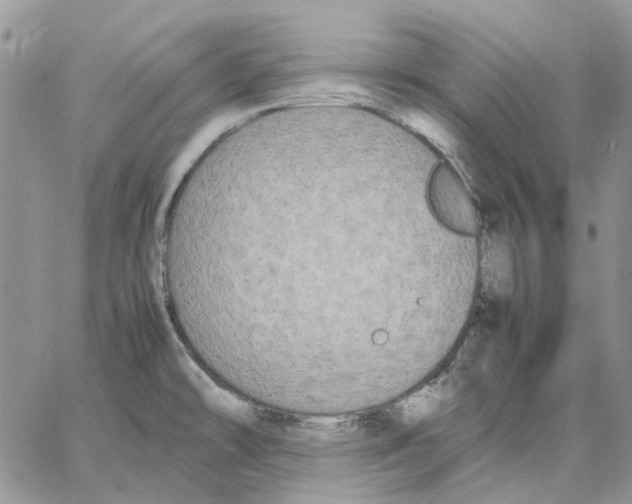 X0000062851478200602031614