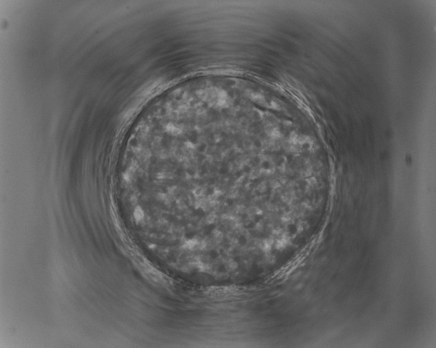 X0000062850145200602101610