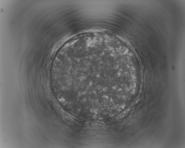 X0000062850337200602101607
