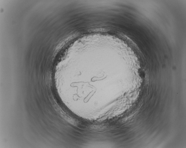 X0000062850725200602101601