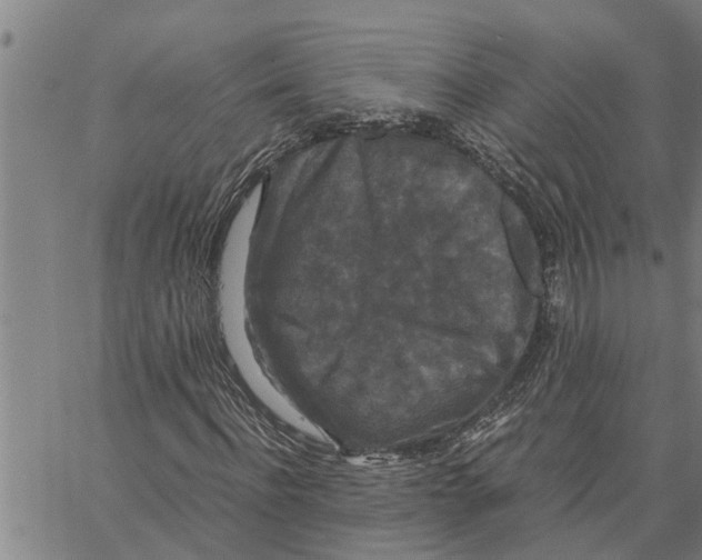 X0000062850916200602101558