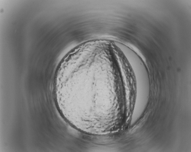 X0000062851007200602101557
