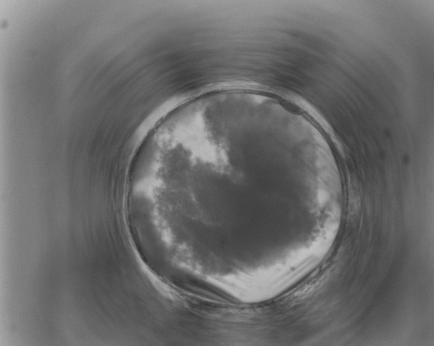 X0000062851245200602101554