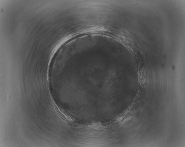 X0000062860196200601131424