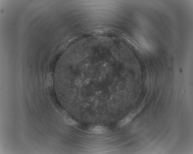 X0000062860467200601131420