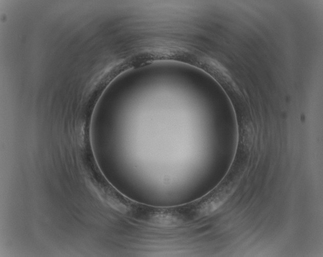 X0000062860596200601131417