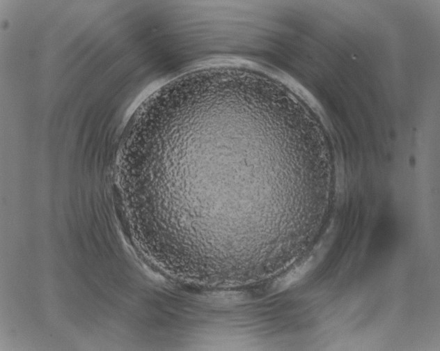 X0000062860953200601131412