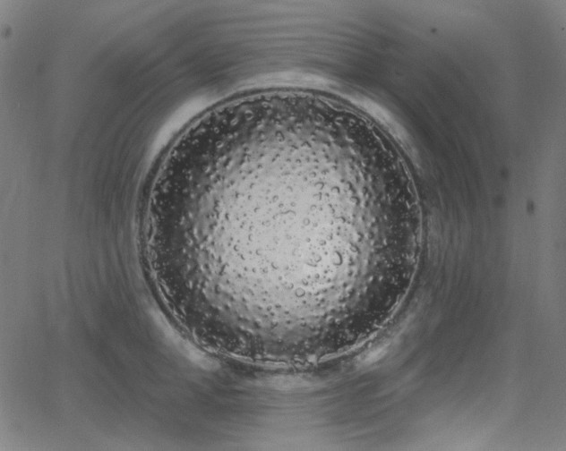 X0000062860998200601131411