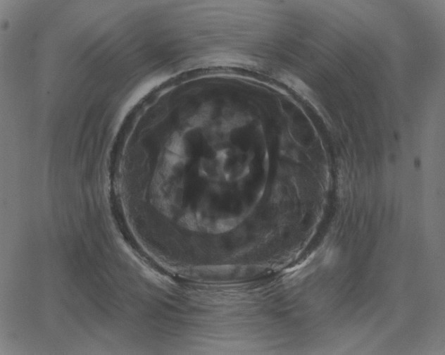 X0000062861024200601131410