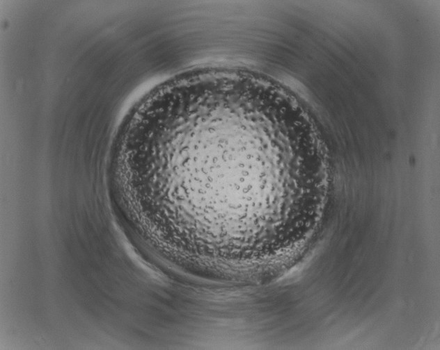 X0000062861030200601131410
