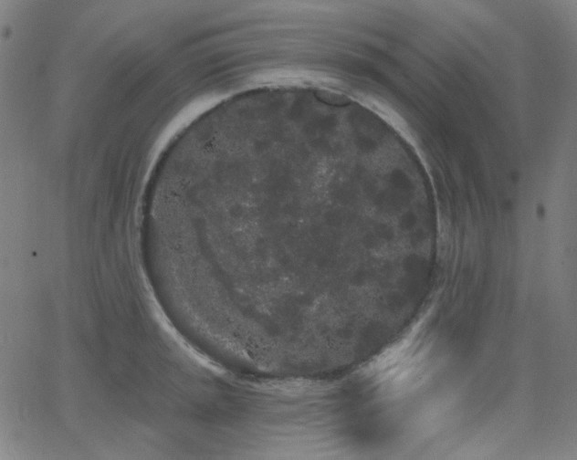 X0000062861045200601131410