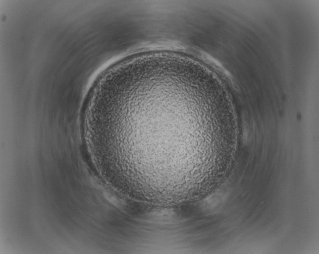 X0000062861174200601131408
