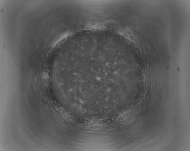 X0000062861254200601131406