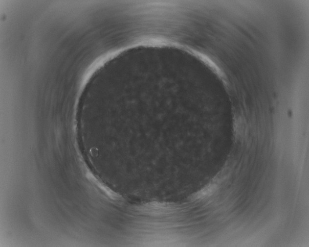 X0000062861327200601131405