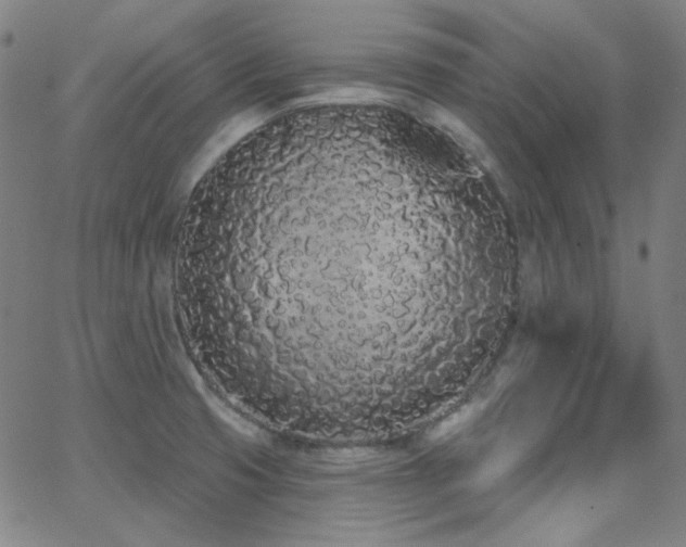 X0000062861425200601131404