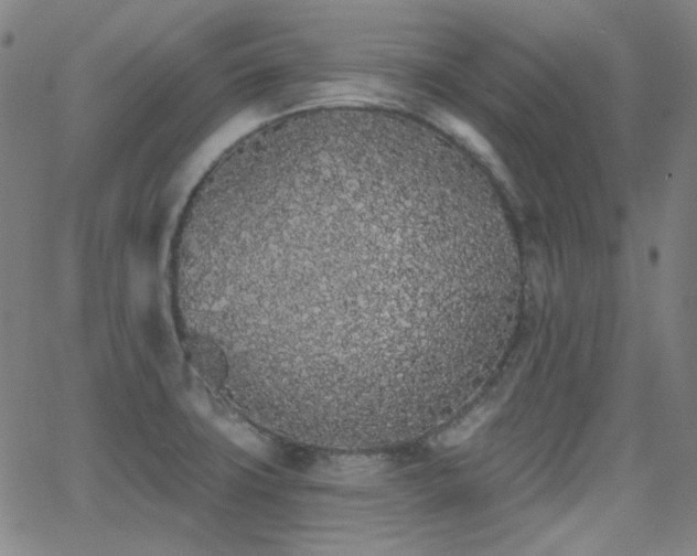 X0000062861427200601131404