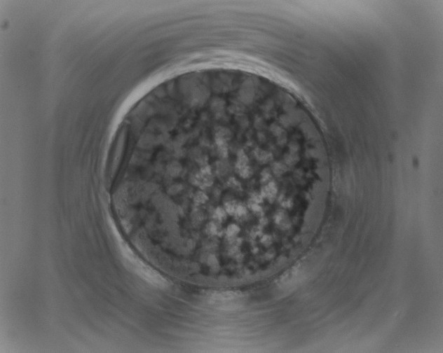 X0000062861522200601131402