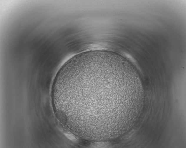 X0000062861427200601171525