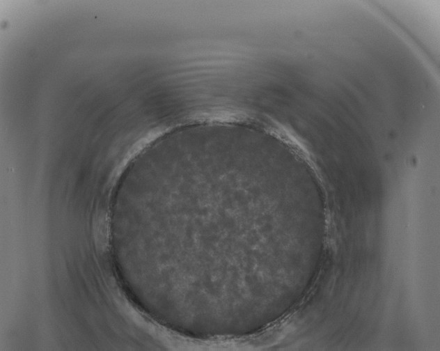 X0000062860012200601201740