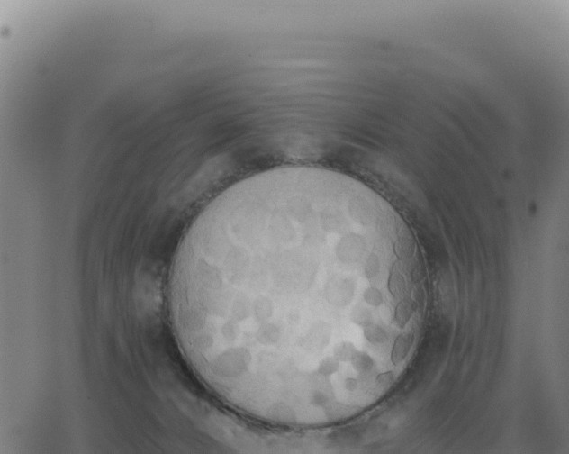 X0000062860032200601201740