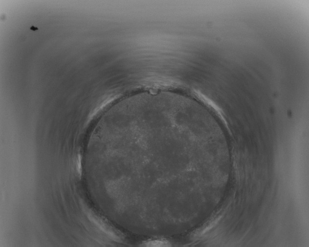 X0000062860067200601201739