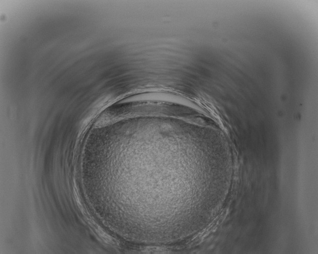 X0000062860145200601201737