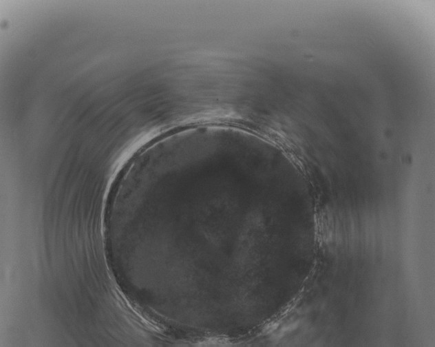 X0000062860196200601201737