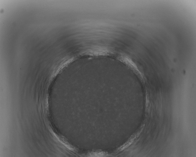 X0000062860202200601201737