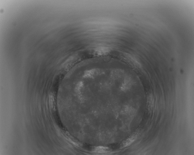 X0000062860222200601201737