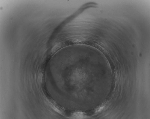 X0000062860227200601201737