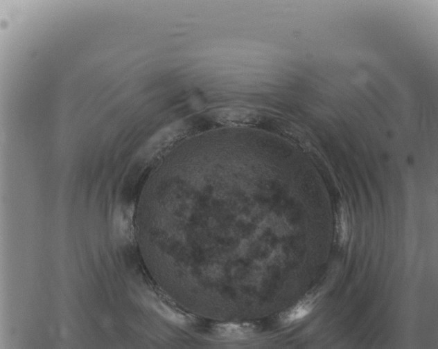 X0000062860239200601201737