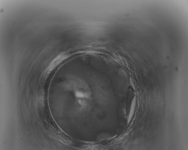 X0000062860295200601201736