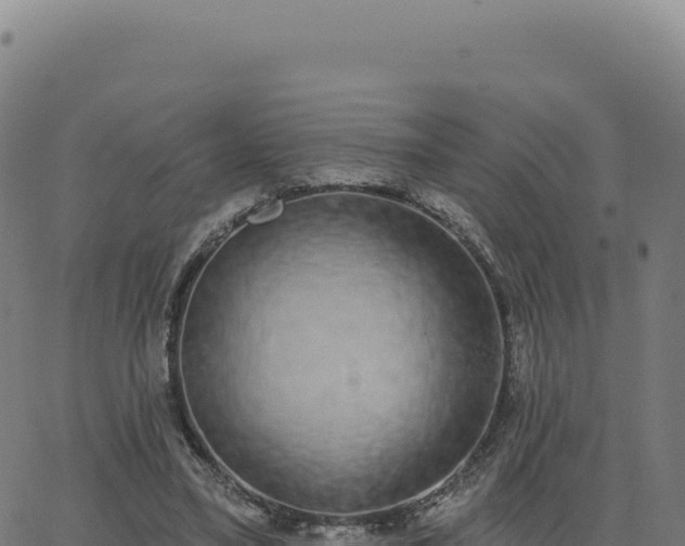 X0000062860395200601201734