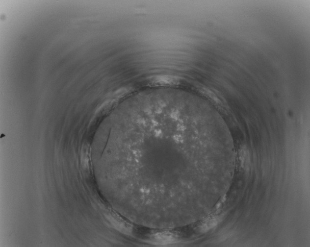 X0000062860423200601201734