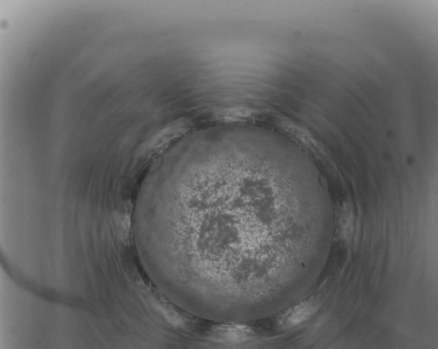 X0000062860427200601201733