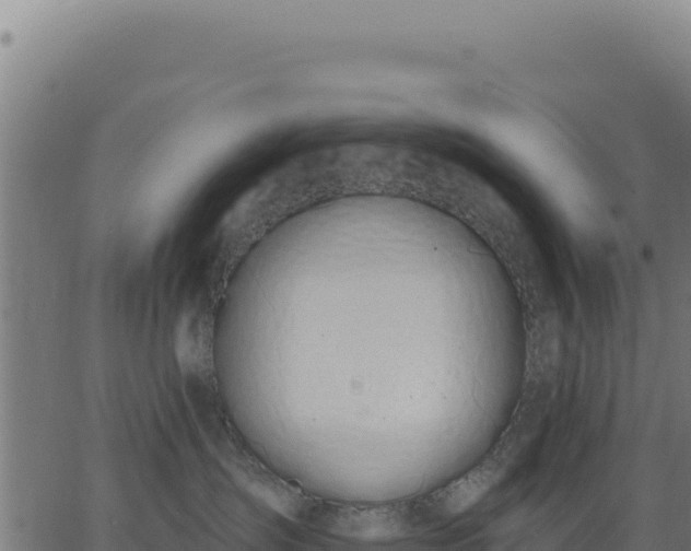 X0000062860431200601201733