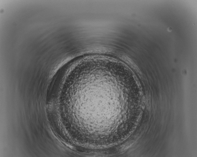 X0000062860434200601201733