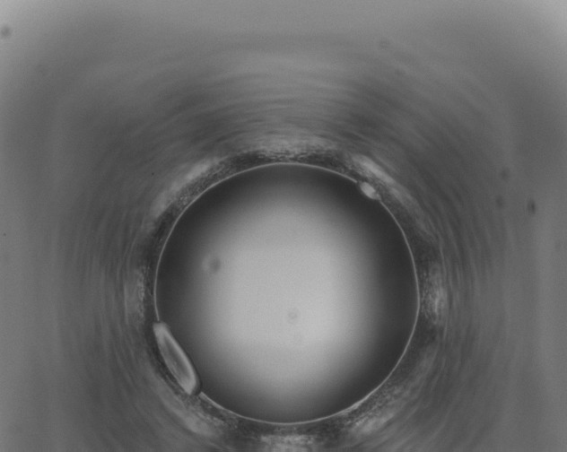 X0000062860448200601201733