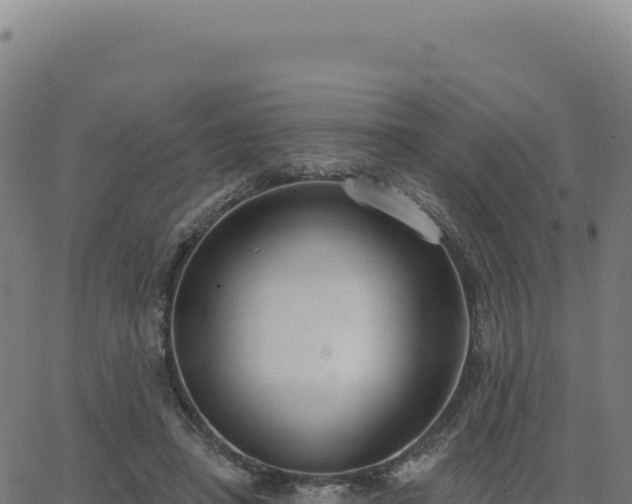 X0000062860450200601201733