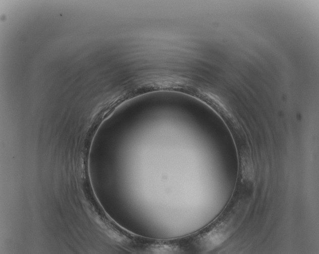 X0000062860453200601201733