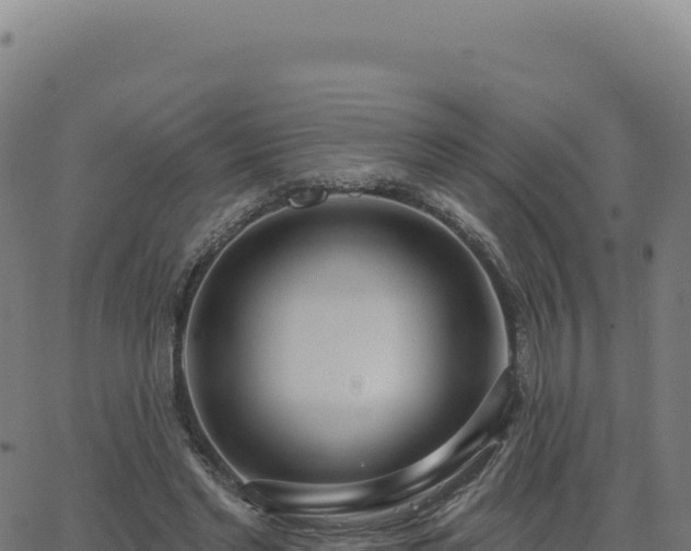 X0000062860493200601201732