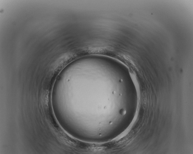 X0000062860495200601201732