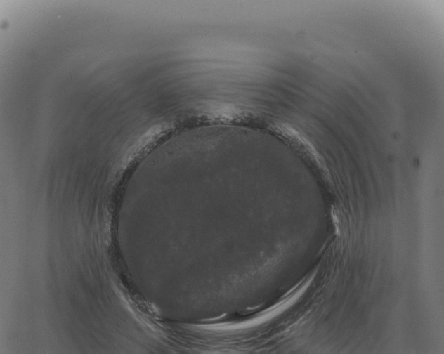 X0000062860496200601201732