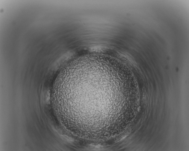 X0000062860502200601201732