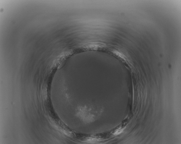 X0000062860504200601201732