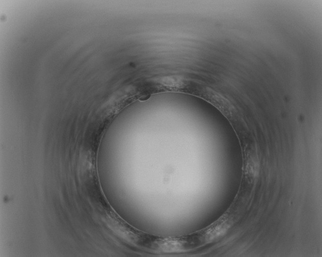 X0000062860518200601201732