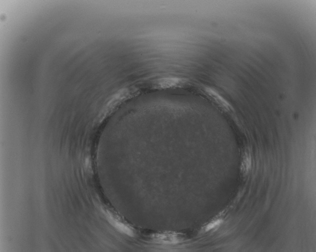 X0000062860524200601201732