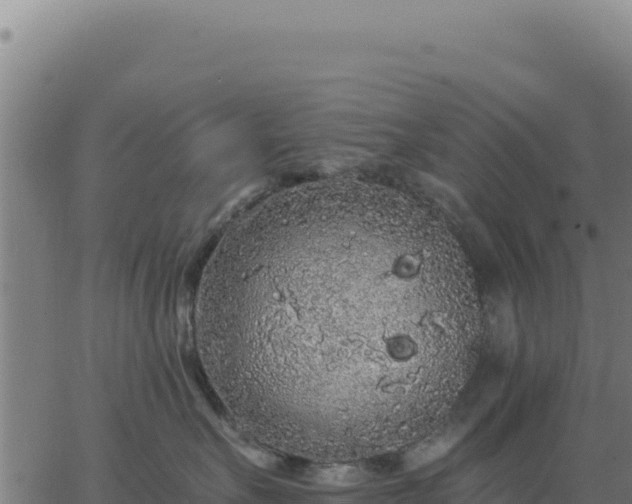 X0000062860527200601201732